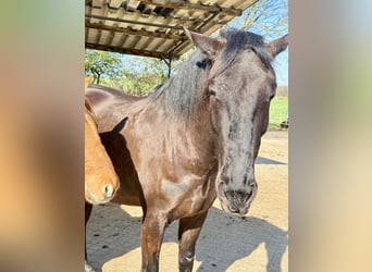 Lusitanien, Hongre, 5 Ans, 162 cm