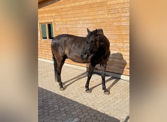 Lusitanien, Hongre, 5 Ans, 162 cm