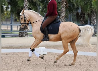 Lusitanien, Hongre, 5 Ans, 162 cm, Palomino