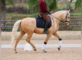 Lusitanien, Hongre, 5 Ans, 162 cm, Palomino