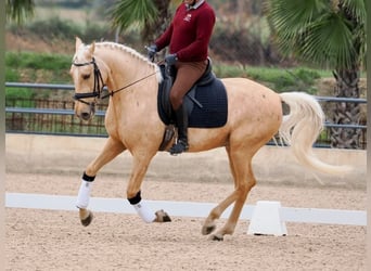 Lusitanien, Hongre, 5 Ans, 162 cm, Palomino