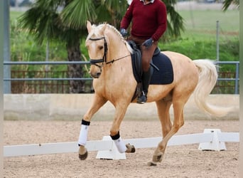 Lusitanien, Hongre, 5 Ans, 162 cm, Palomino