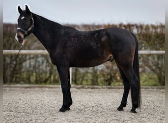Lusitanien Croisé, Hongre, 5 Ans, 163 cm, Bai brun
