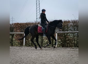 Lusitanien Croisé, Hongre, 5 Ans, 163 cm, Bai brun
