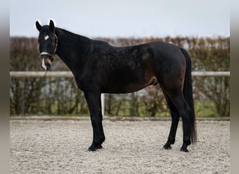 Lusitanien Croisé, Hongre, 5 Ans, 163 cm, Bai brun