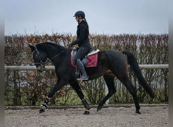 Lusitanien Croisé, Hongre, 5 Ans, 163 cm, Bai brun