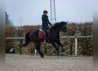 Lusitanien Croisé, Hongre, 5 Ans, 163 cm, Bai brun