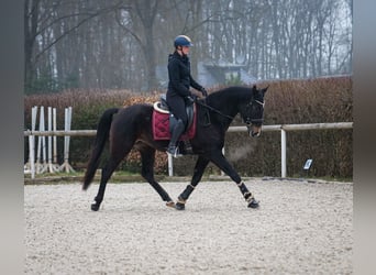 Lusitanien Croisé, Hongre, 5 Ans, 163 cm, Bai brun