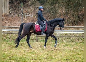 Lusitanien Croisé, Hongre, 5 Ans, 163 cm, Bai brun