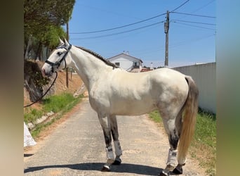 Lusitanien Croisé, Hongre, 5 Ans, 163 cm, Gris
