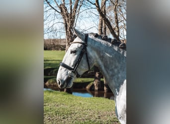Lusitanien, Hongre, 5 Ans, 165 cm, Gris pommelé