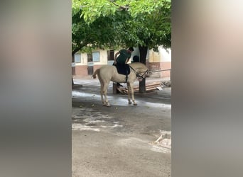 Lusitanien Croisé, Hongre, 5 Ans, 168 cm, Cremello