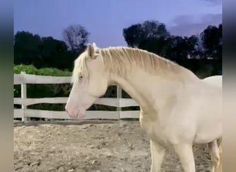 Lusitanien Croisé, Hongre, 5 Ans, 168 cm, Cremello