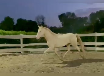 Lusitanien Croisé, Hongre, 5 Ans, 168 cm, Cremello