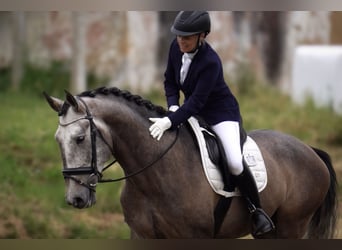 Lusitanien, Hongre, 5 Ans, 170 cm, Aubère