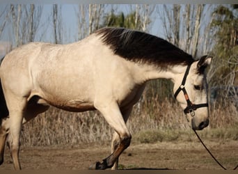 Lusitanien Croisé, Hongre, 5 Ans, 170 cm, Buckskin