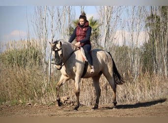 Lusitanien Croisé, Hongre, 5 Ans, 170 cm, Buckskin