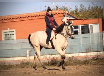 Lusitanien Croisé, Hongre, 5 Ans, 170 cm, Buckskin