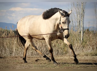 Lusitanien Croisé, Hongre, 5 Ans, 170 cm, Buckskin