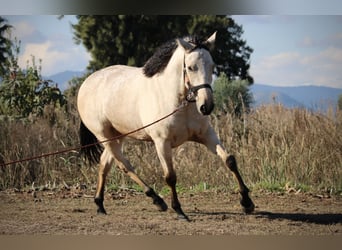 Lusitanien Croisé, Hongre, 5 Ans, 170 cm, Buckskin