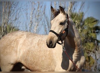 Lusitanien Croisé, Hongre, 5 Ans, 170 cm, Buckskin