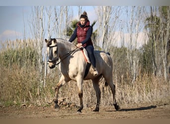 Lusitanien Croisé, Hongre, 5 Ans, 170 cm, Buckskin