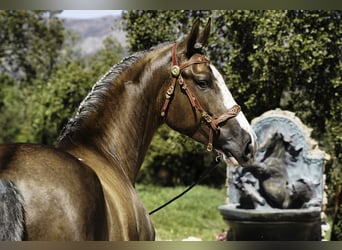 Lusitanien Croisé, Hongre, 5 Ans, 174 cm, Palomino