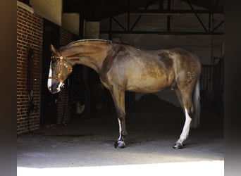 Lusitanien Croisé, Hongre, 5 Ans, 174 cm, Palomino