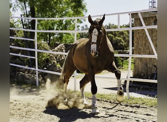 Lusitanien Croisé, Hongre, 5 Ans, 174 cm, Palomino