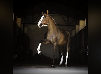 Lusitanien Croisé, Hongre, 5 Ans, 174 cm, Palomino