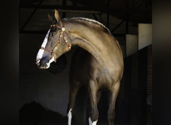 Lusitanien Croisé, Hongre, 5 Ans, 174 cm, Palomino
