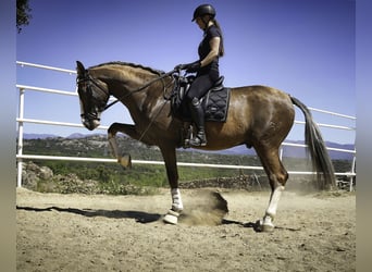 Lusitanien Croisé, Hongre, 5 Ans, 174 cm, Palomino