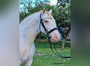 Lusitanien Croisé, Hongre, 6 Ans, 150 cm, Cremello