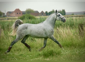 Lusitanien, Hongre, 6 Ans, 152 cm, Rouan bleu