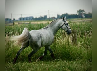 Lusitanien, Hongre, 6 Ans, 152 cm, Rouan bleu