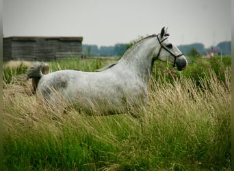 Lusitanien, Hongre, 6 Ans, 152 cm, Rouan bleu