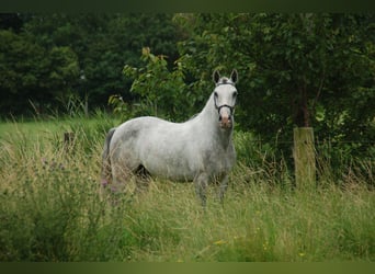 Lusitanien, Hongre, 6 Ans, 152 cm, Rouan bleu