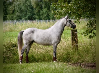 Lusitanien, Hongre, 6 Ans, 152 cm, Rouan bleu