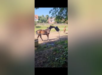 Lusitanien Croisé, Hongre, 6 Ans, 154 cm, Bai brun