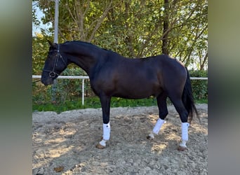 Lusitanien, Hongre, 6 Ans, 155 cm, Noir