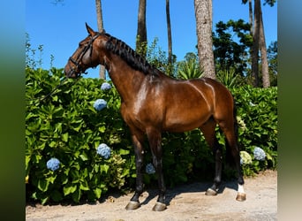 Lusitanien, Hongre, 6 Ans, 157 cm, Bai