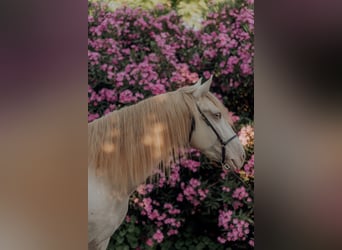 Lusitanien, Hongre, 6 Ans, 158 cm, Cremello