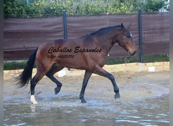 Lusitanien, Hongre, 6 Ans, 159 cm, Bai brun