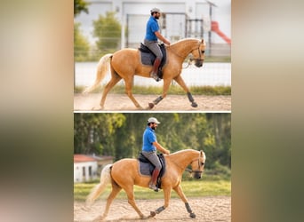 Lusitanien, Hongre, 6 Ans, 159 cm, Palomino