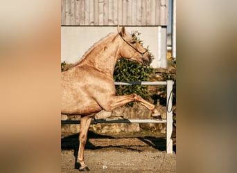 Lusitanien, Hongre, 6 Ans, 160 cm, Palomino