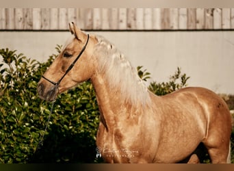 Lusitanien, Hongre, 6 Ans, 160 cm, Palomino