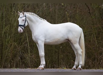 Lusitanien, Hongre, 6 Ans, 161 cm, Cremello