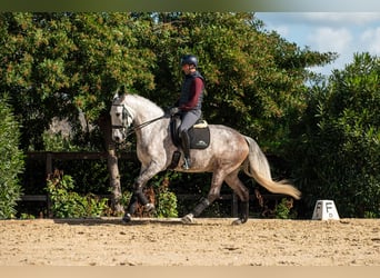 Lusitanien, Hongre, 6 Ans, 162 cm, Aubère