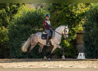 Lusitanien, Hongre, 6 Ans, 162 cm, Aubère