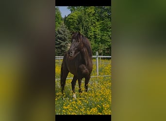 Lusitanien, Hongre, 6 Ans, 162 cm, Bai brun foncé